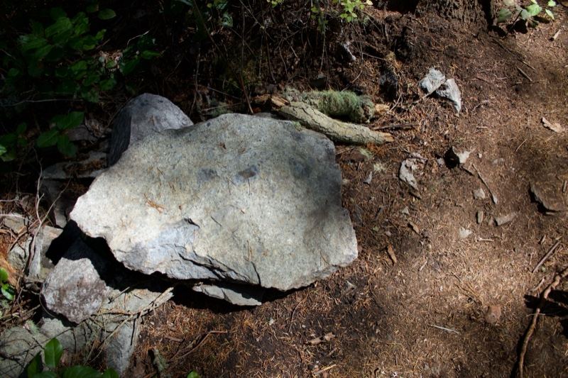 Flat Rock on Forest Trail