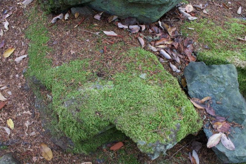 Moss Covered Rocks Forest Floor