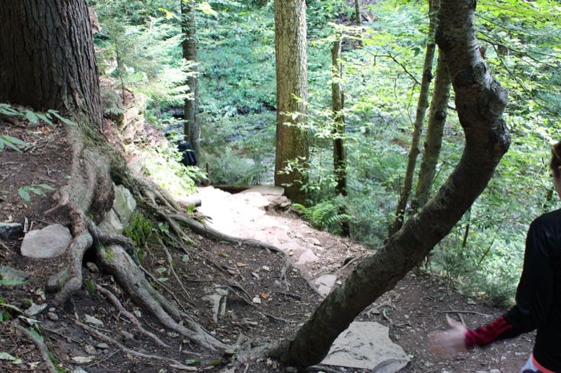 Forest Trail With Fallen Tree Root