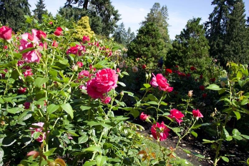 Pink Roses in Sunny Garden