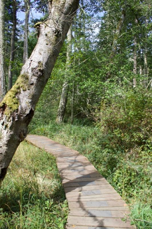 Winding Wooden Boardwalk Through Forest