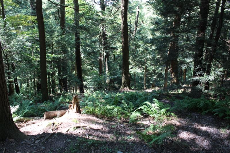 Sunlit Temperate Forest Floor