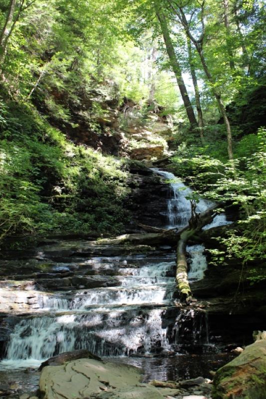 Forest Waterfall Cascading Over Rocks