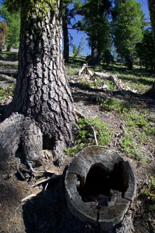 Tree Trunk and Stump in Forest