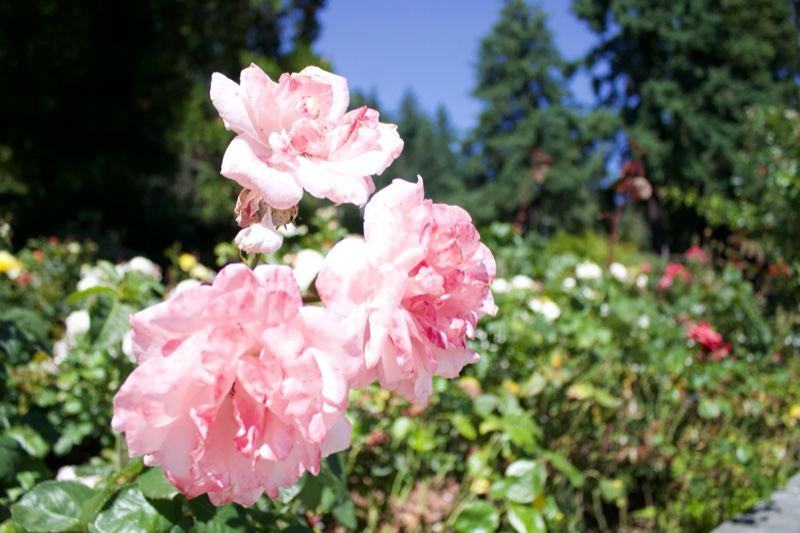 Pink Roses Blooming in Garden