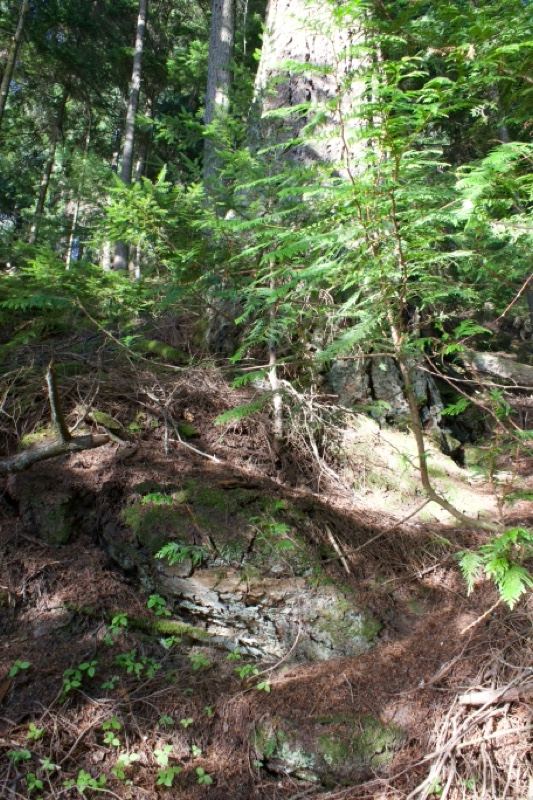 Forest Floor With Rocks And Foliage
