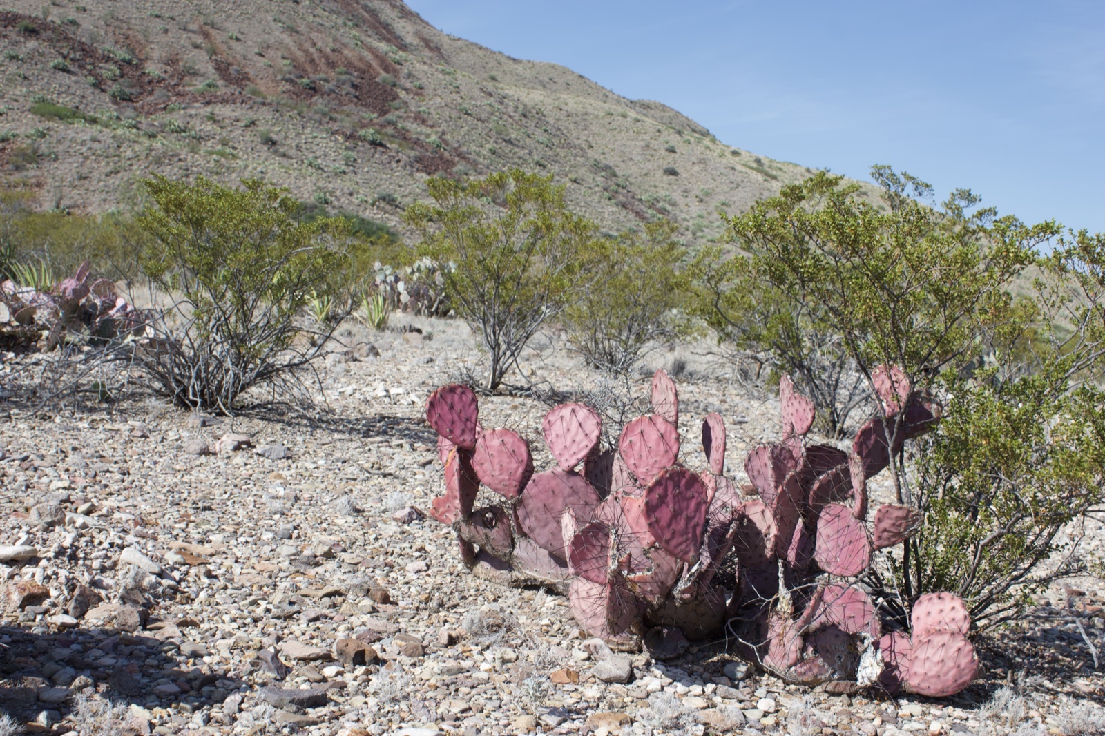 Pink Prickly Pear in Desert Landscape