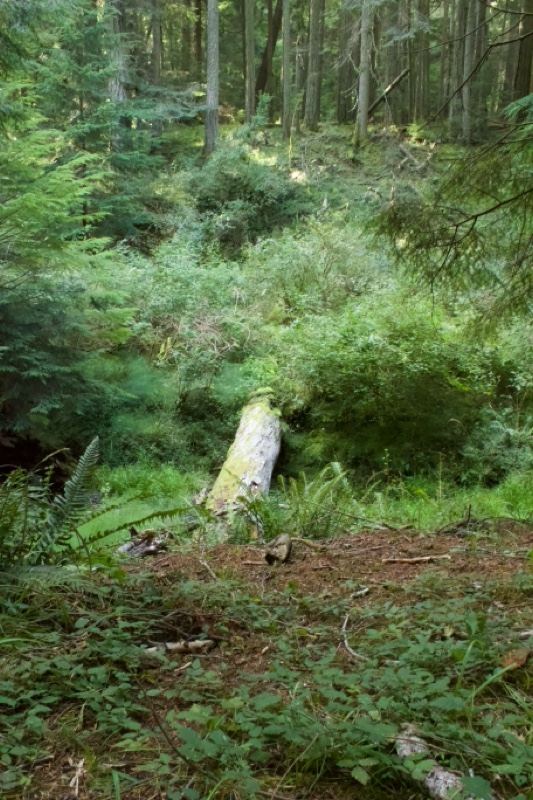Dense Forest With Fallen Log