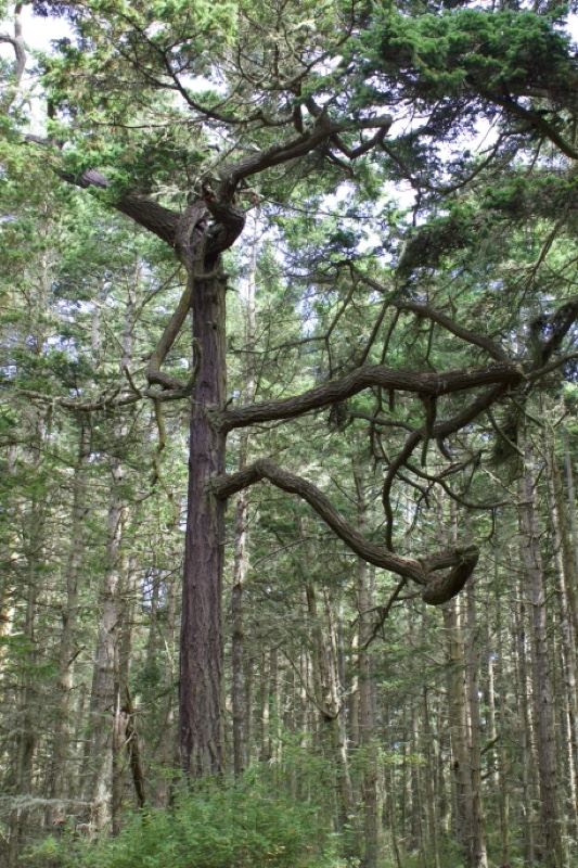 Gnarled Conifer In Temperate Forest