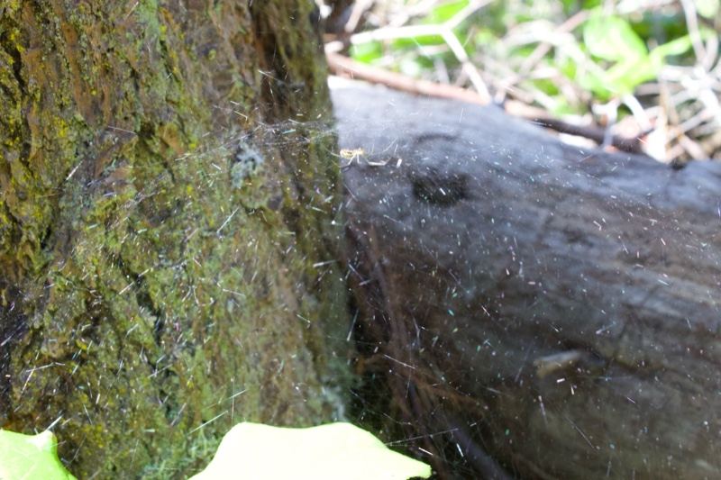Mossy Tree Trunk With Spider Web