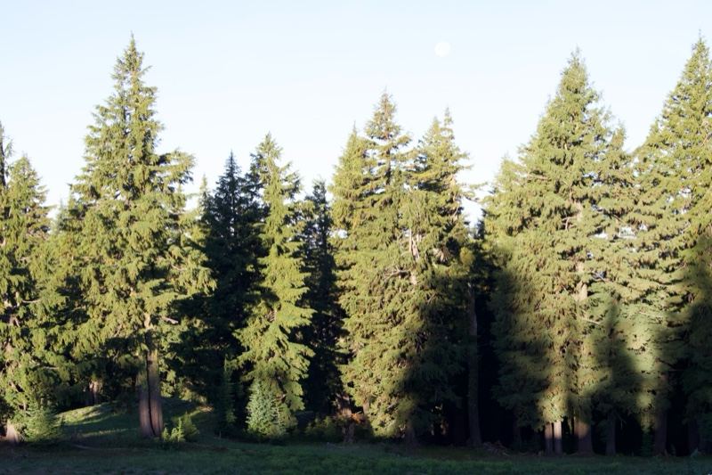 Tall Evergreen Forest Under Pale Sky