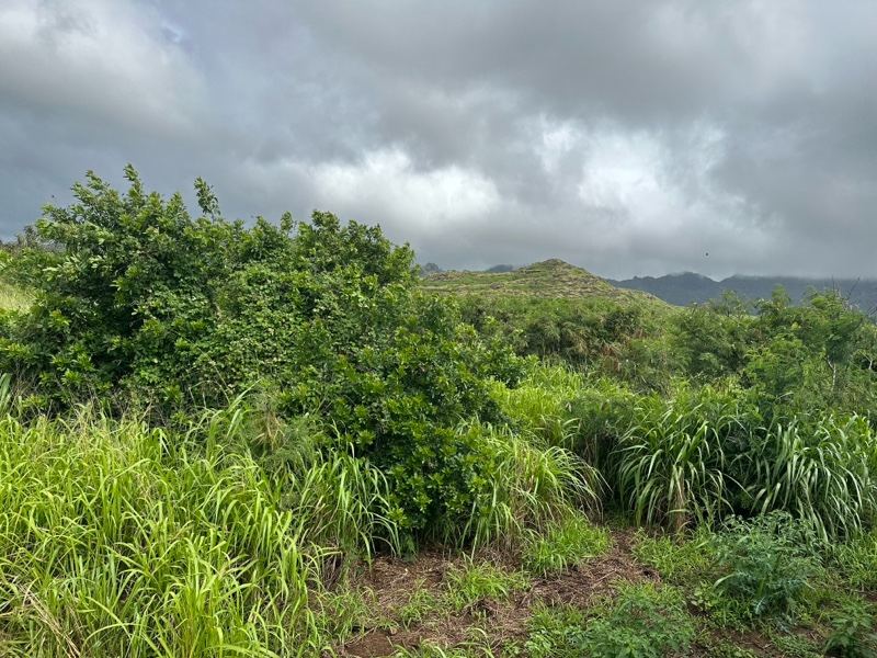 Overcast Hillside with Lush Green Vegetation