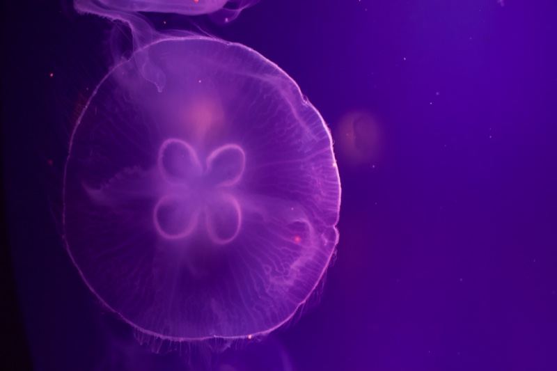 Purple Jellyfish Close-Up