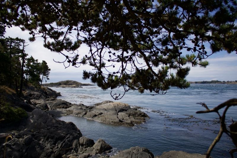 Coastal View Through Overhanging Pine Branches