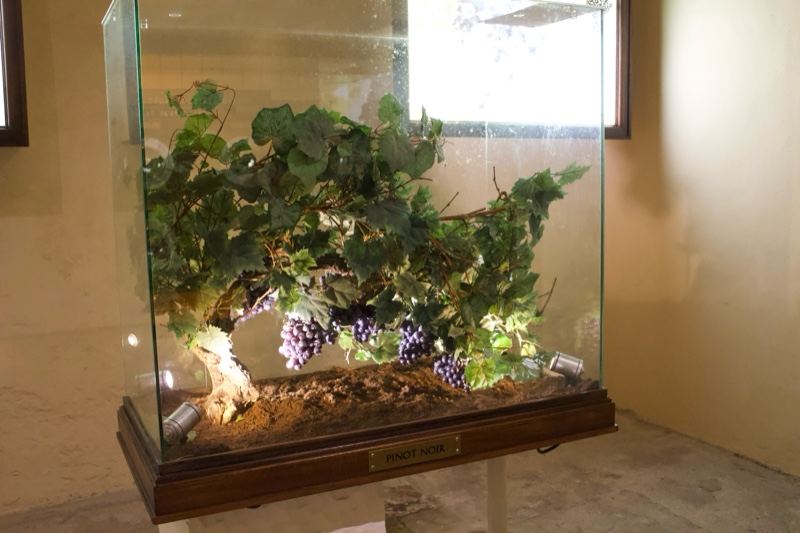 Preserved Grapevine in Glass Display Case