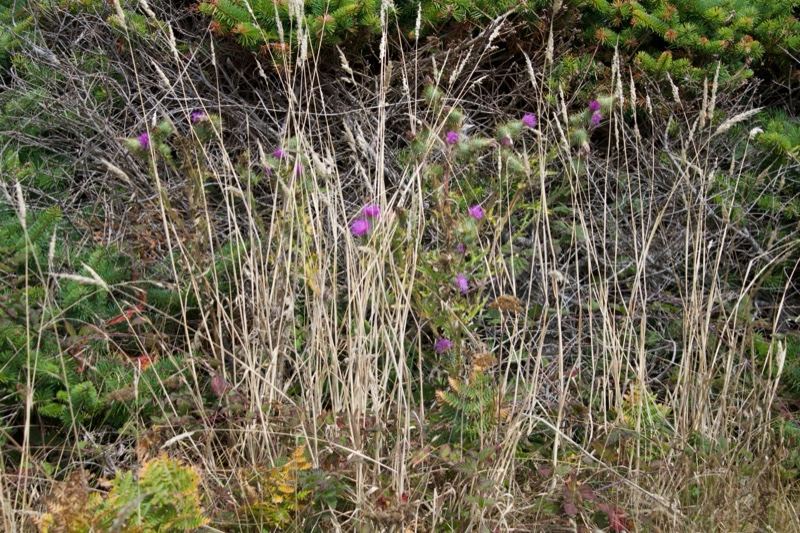Purple wildflowers among dry grass