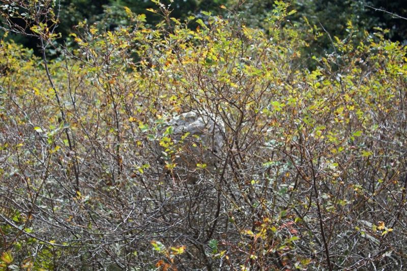 Dense Shrubs With Yellow Foliage