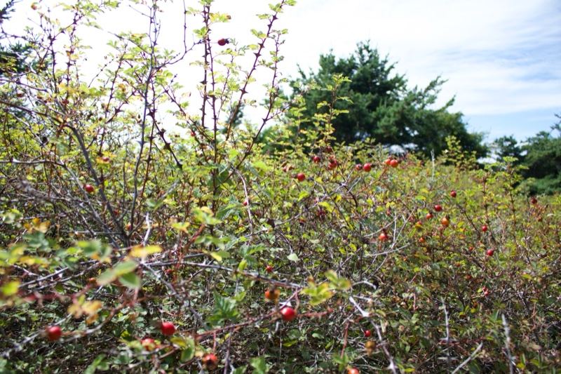 Wild rose hips on thorny shrubs