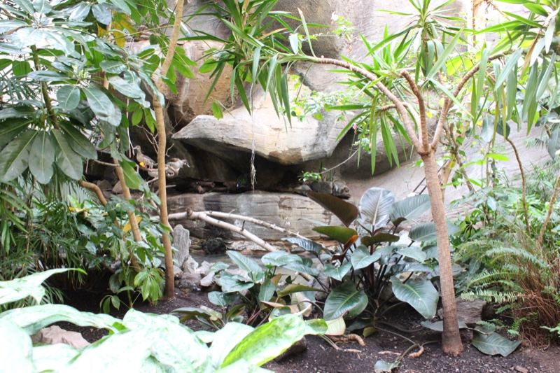 Lush Tropical Plants Indoor Garden