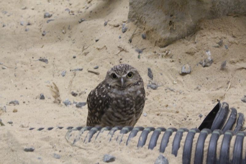 Burrowing Owl on Sandy Ground