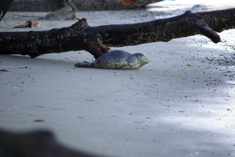Seal Resting on Sandy Beach