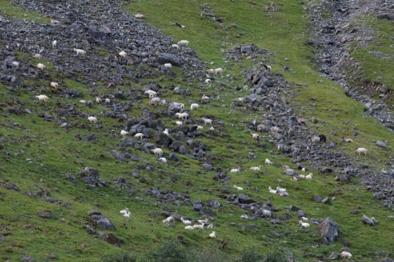 Dall Sheep Herd on Alpine Slope