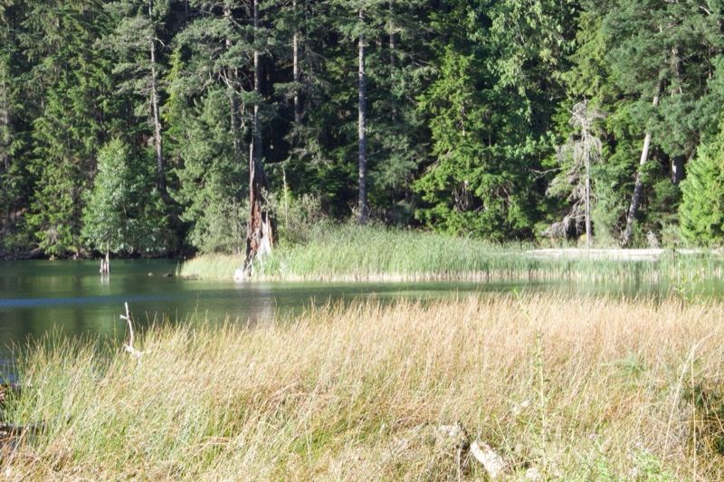 Lakeside Grass and Forest Edge