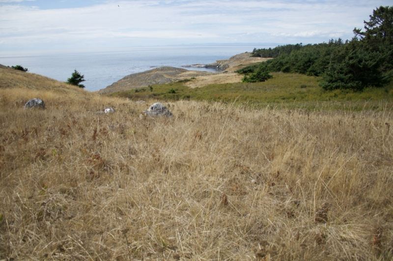 Coastal Grassland Overlooking Ocean