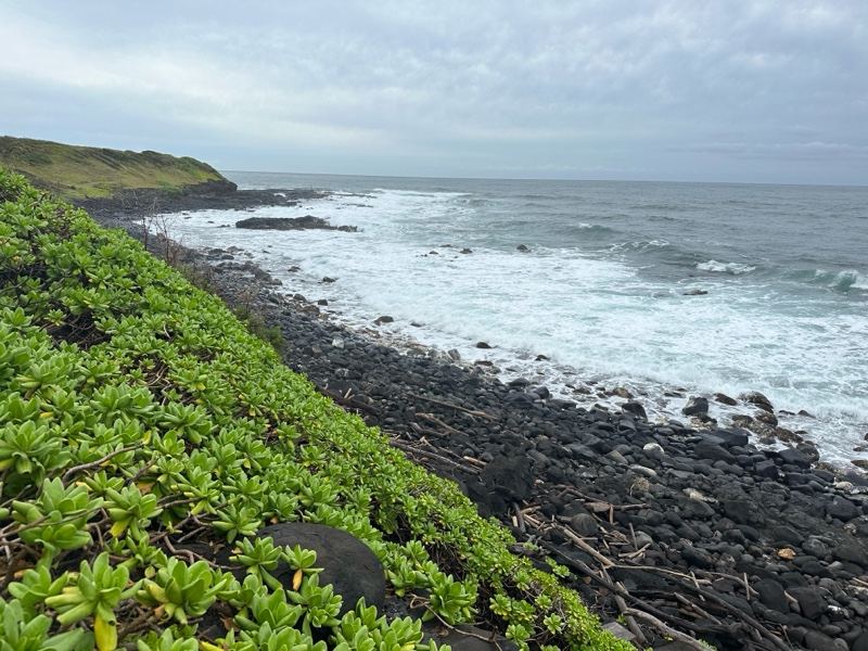Rocky Coastline With Green Vegetation