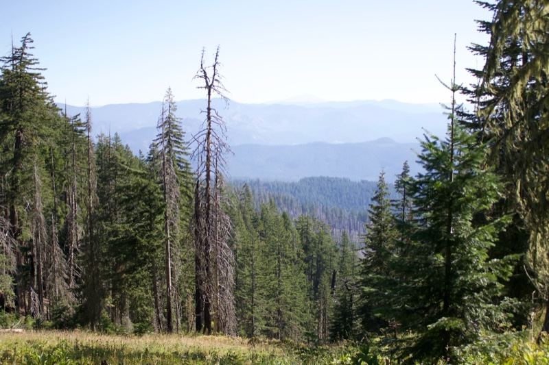 Mountain Forest with Dead Snags