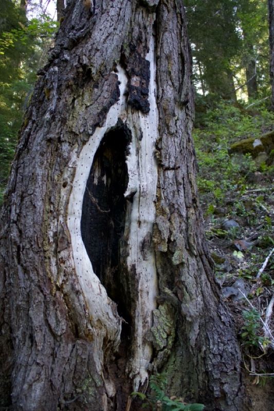 Hollowed Tree Trunk in Forest