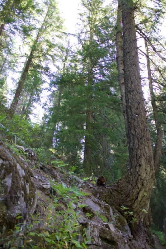 Tall Evergreen Forest Upward View