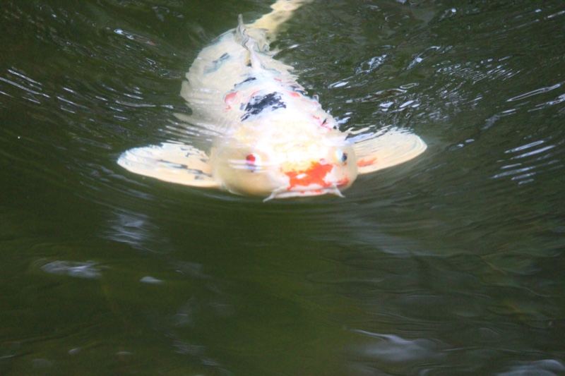 Koi Fish Swimming Near Water Surface