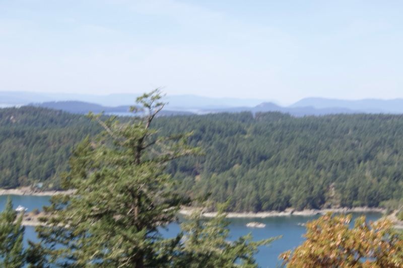 Coastal Forest Vista Over Water
