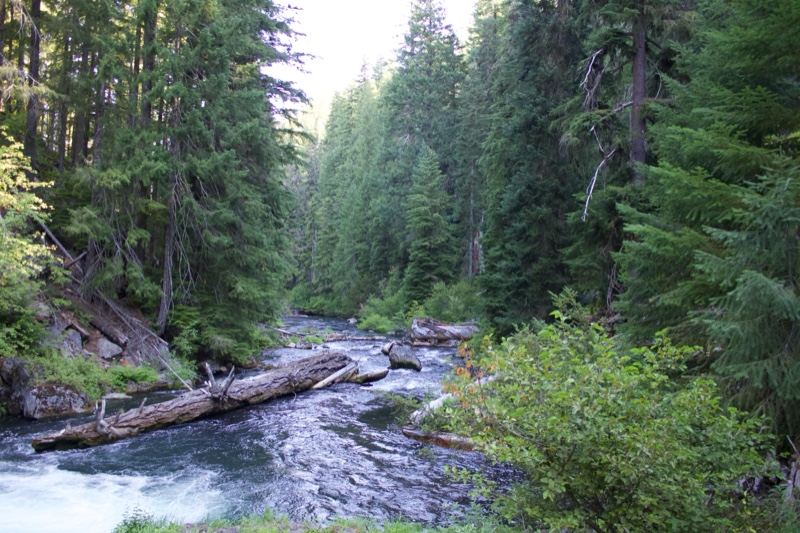 Forest River With Fallen Log