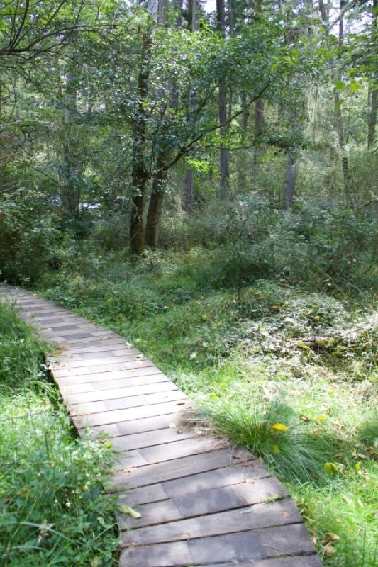 Wooden Boardwalk Through Lush Forest