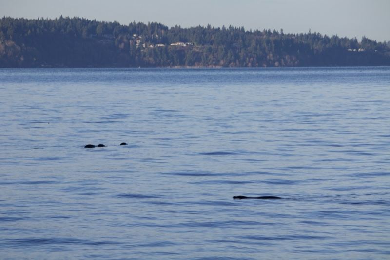 Seals Surfacing on Calm Water