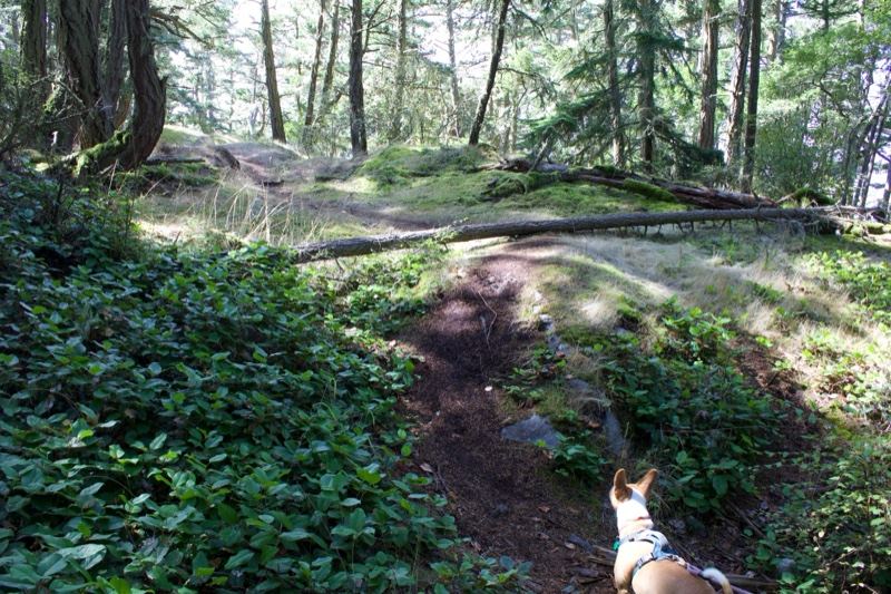 Dog on Forest Trail