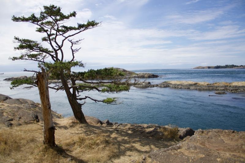 Windswept Tree on Rocky Coastline