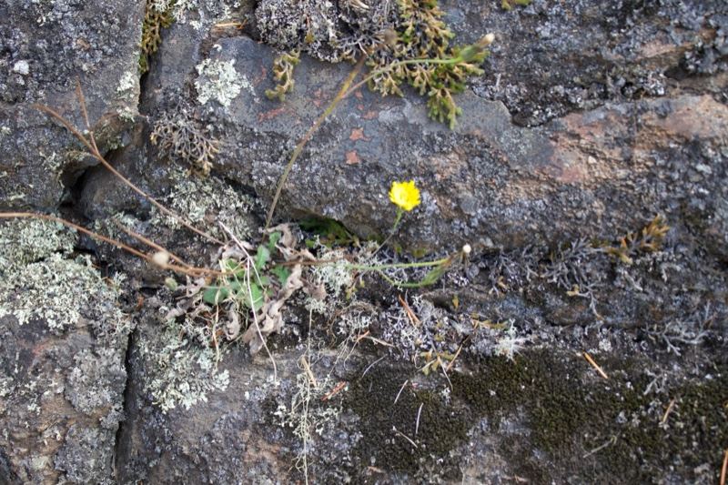 Yellow Wildflower on Rugged Rock