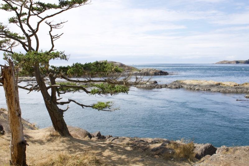 Windswept Tree Overlooking Coastal Bay