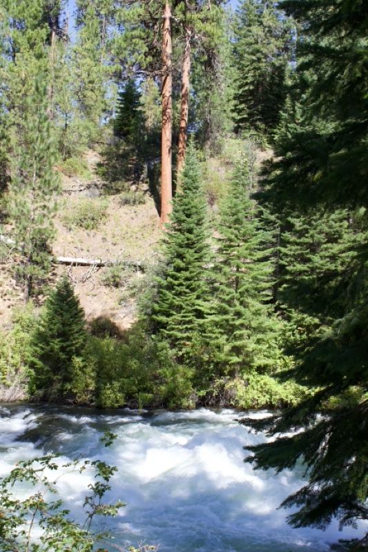 River Rapids Through Pine Forest