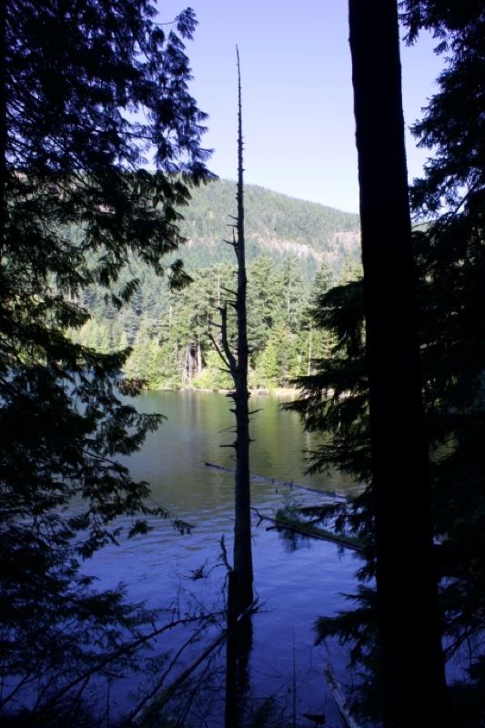 Lake View Through Forest Trees
