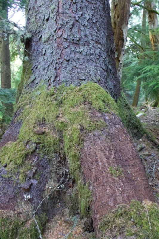 Moss Covered Tree Trunk in Forest