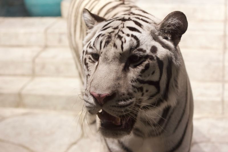 White Tiger Close-Up Portrait