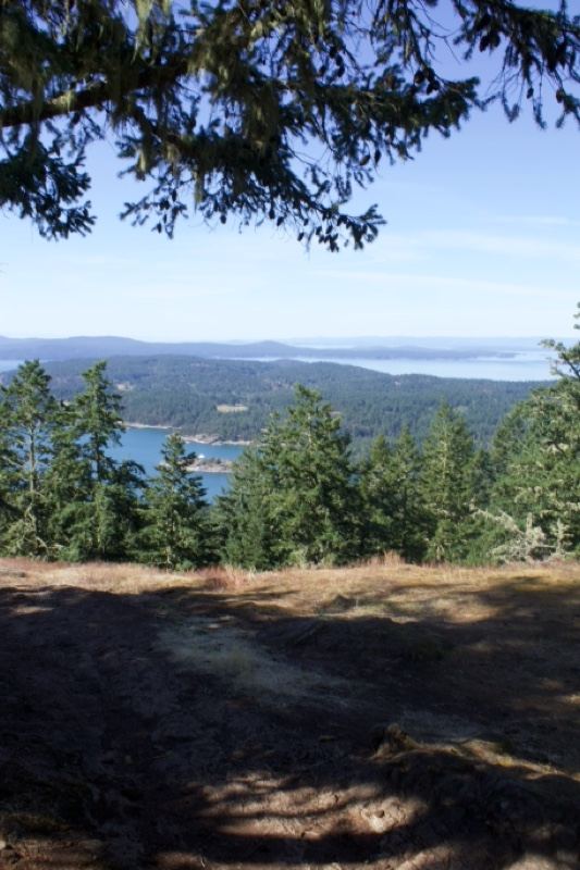 Coastal View From Forested Hilltop