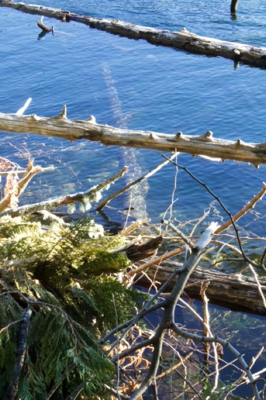 Fallen Logs Over Calm Lake Water