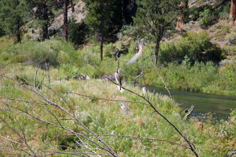 Deer by River in Grassy Meadow