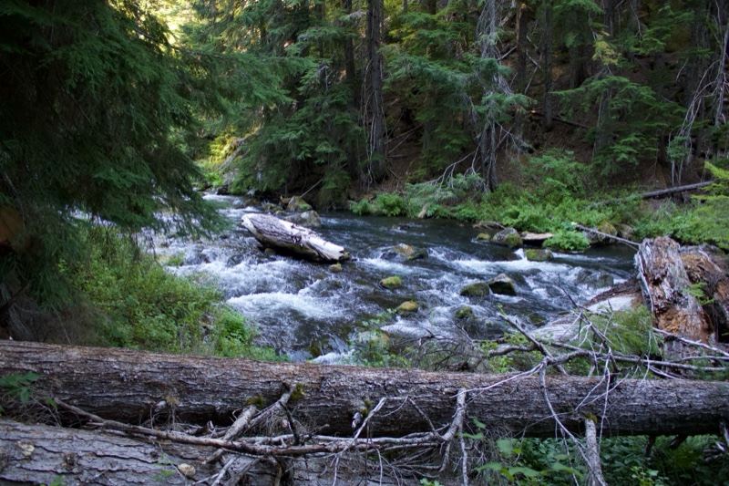 Forest River Rapids With Fallen Log