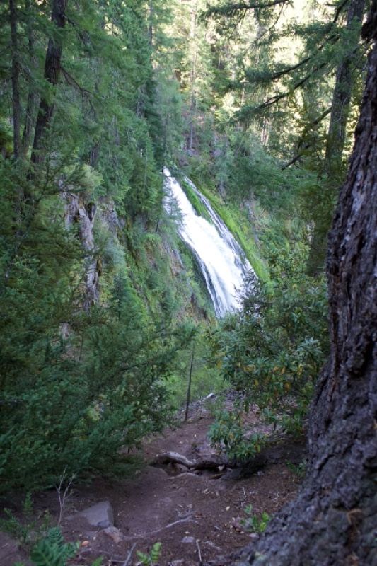 Forest Waterfall Cascading Down Cliff